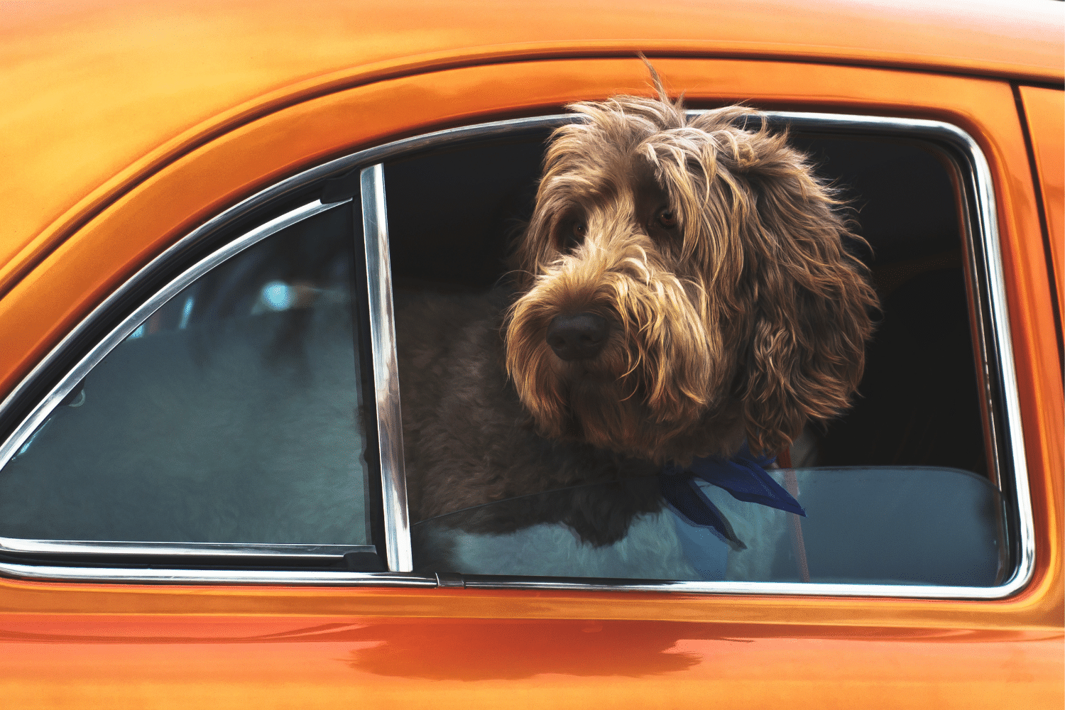 MYF Charities We Support - image of a dog peeking out of a car window
