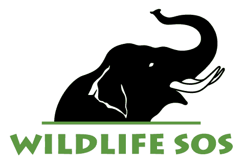 Lightfoot Logo